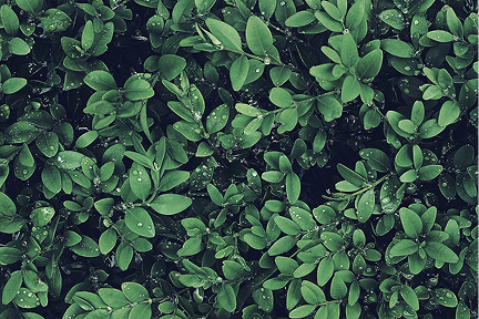 Environmental Responsibility